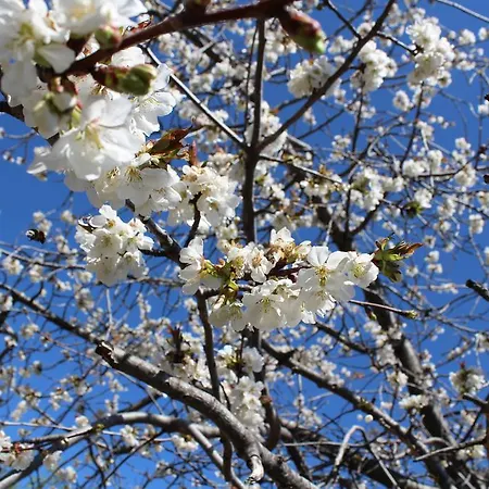 Miraflor De Cadenas 게스트하우스 쿠아코스 데 유스테