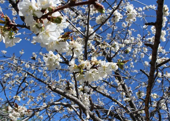 Miraflor De Cadenas Gasthuis Cuacos De Yuste
